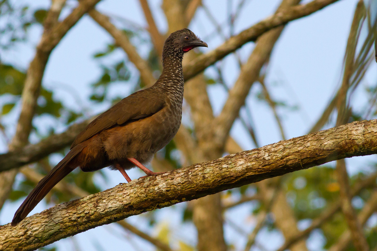 Speckled Chachalaca (Ortalis guttata)