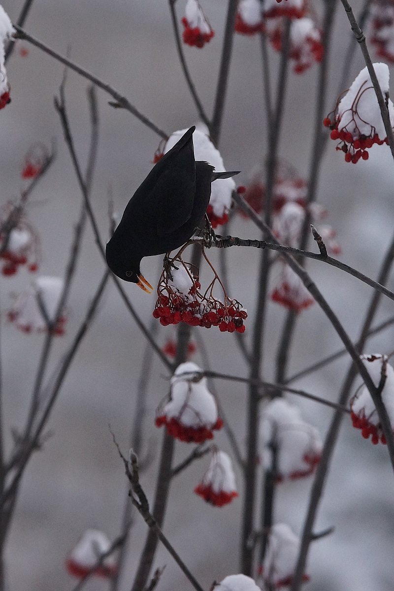 Blackbird on rowan