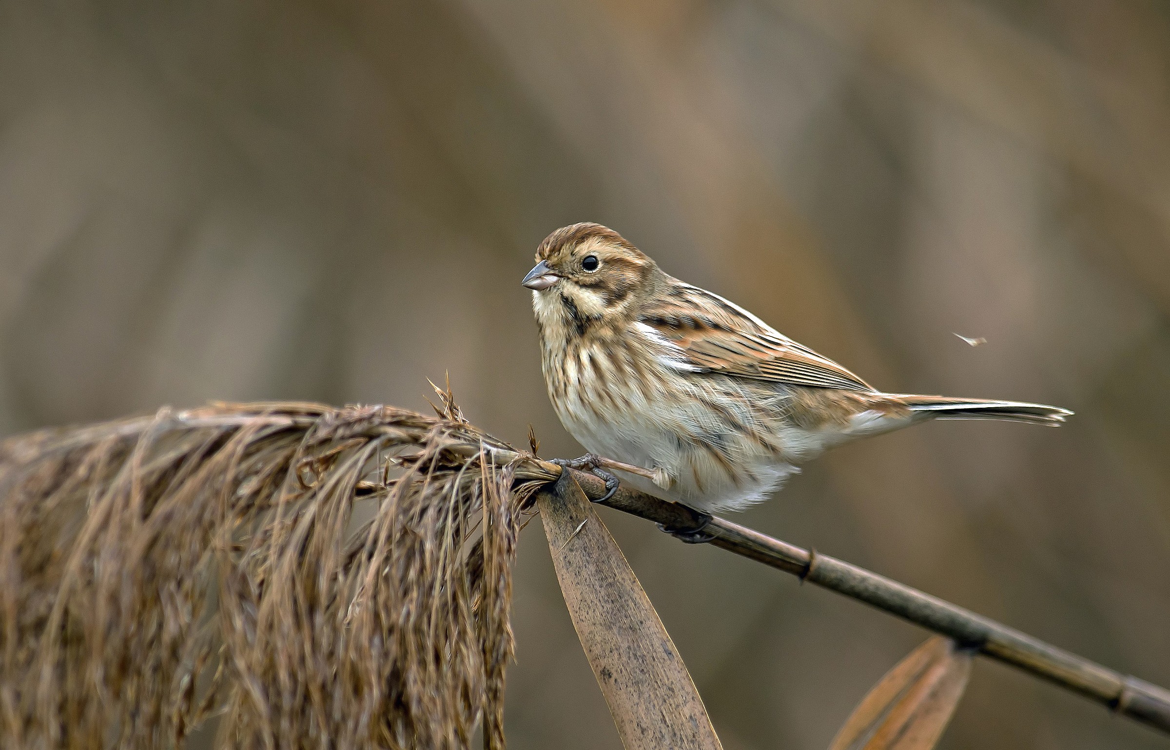 Migliarino di palude