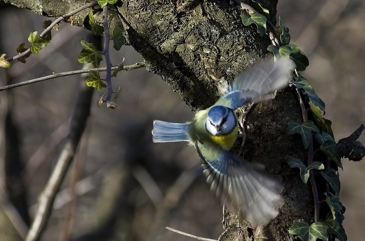 il volo della cinciarella
