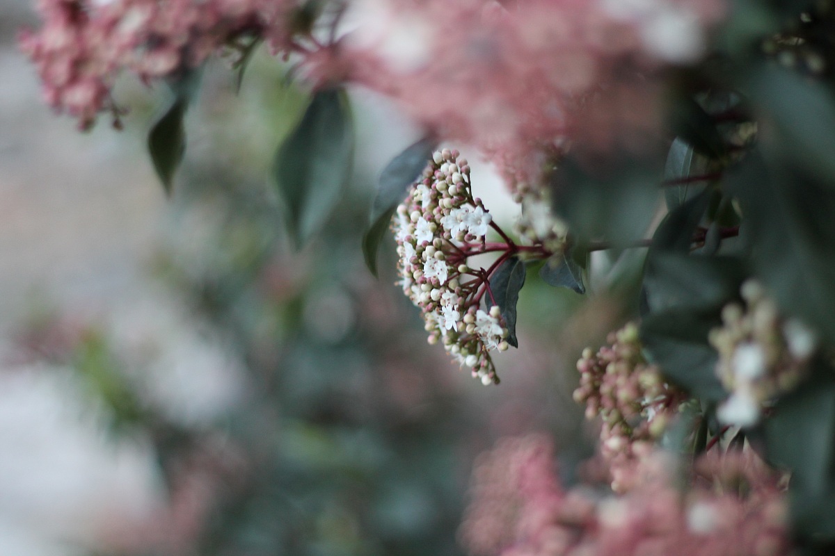 Berries and flowers