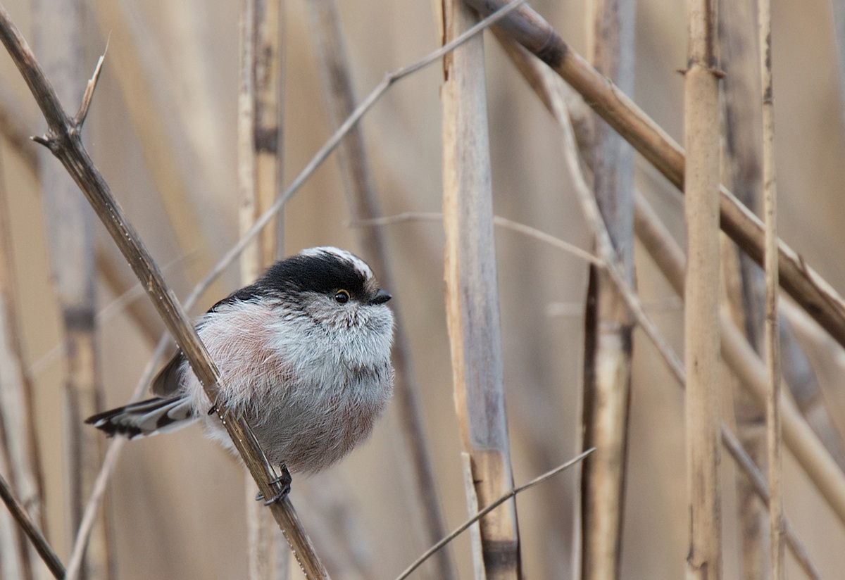 Codibugnolo paffuto...