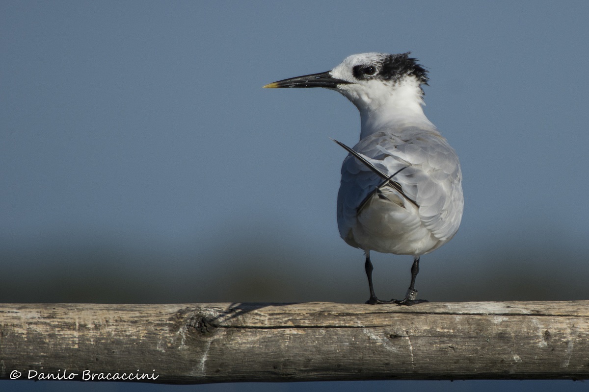 Sandwich Tern