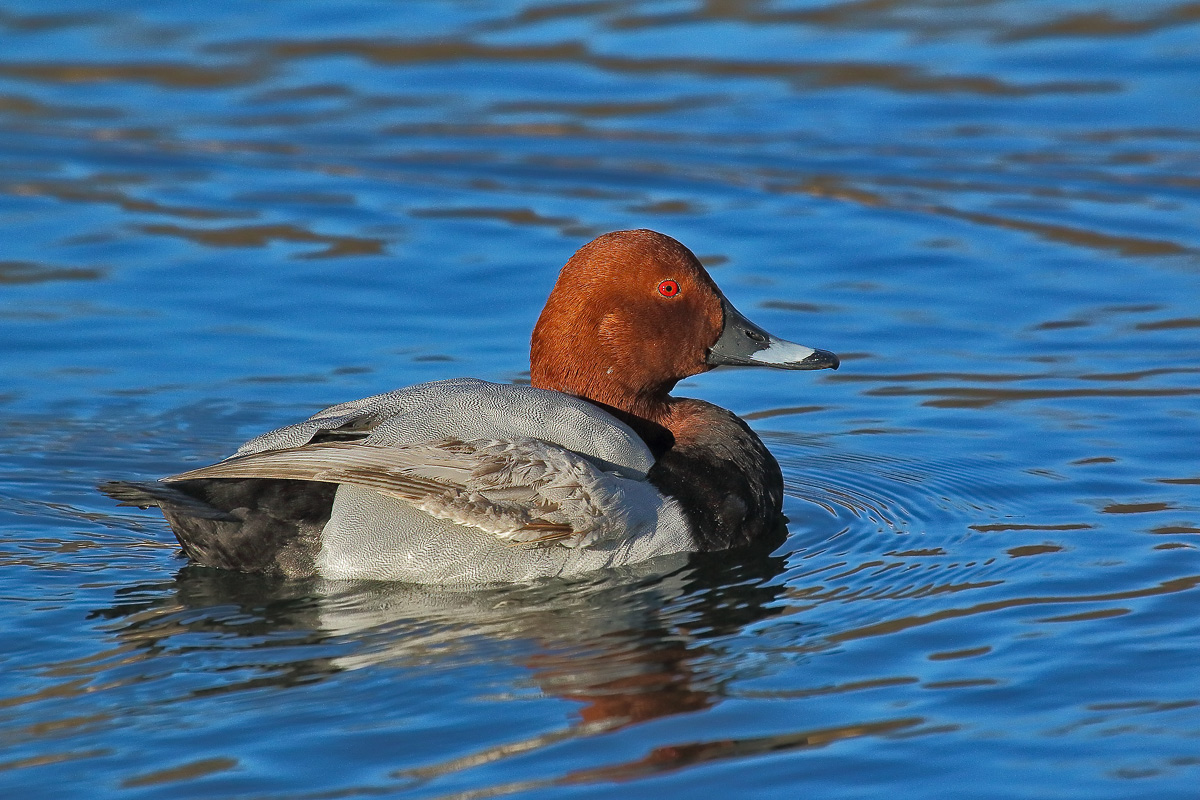 Pochard