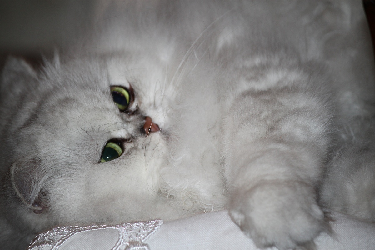 Persian Cat