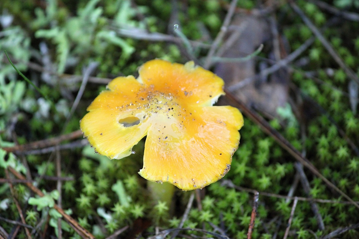 Yellow mushroom