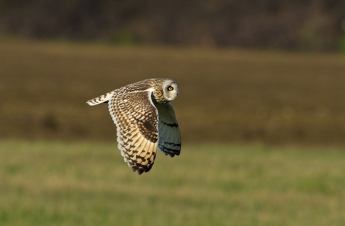 short-eared owl at sunset