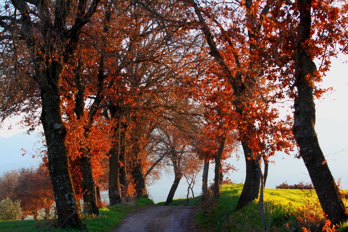 A road in the fall ...
