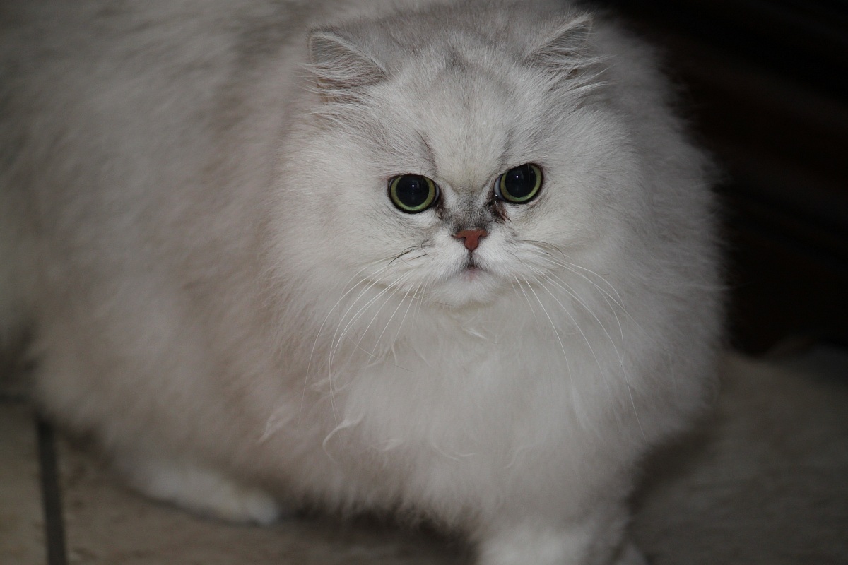 Margot ... The Shutter