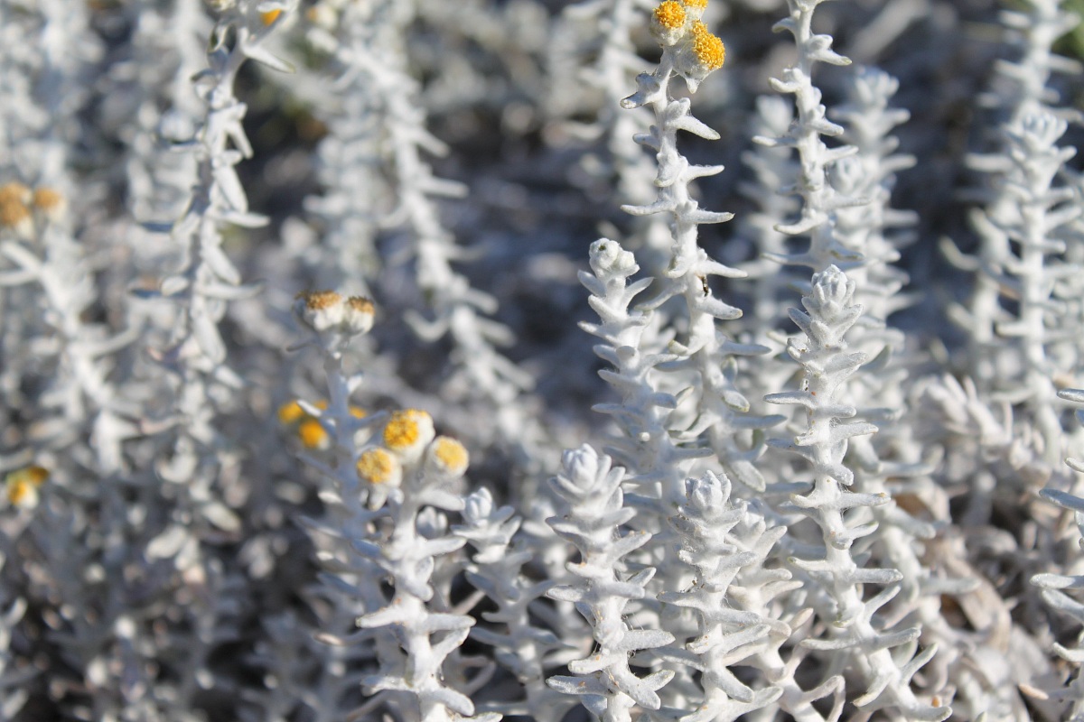 Flora along the coast