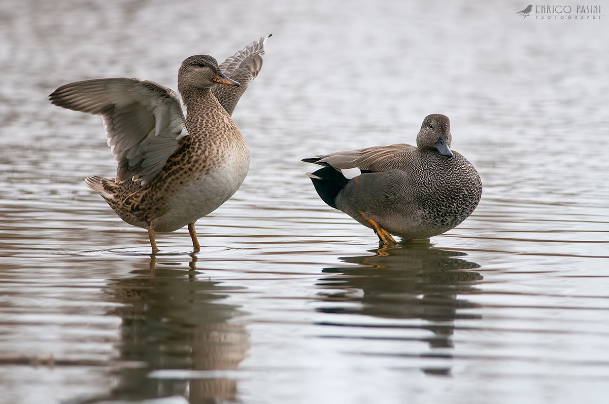 Coppia di canapiglie