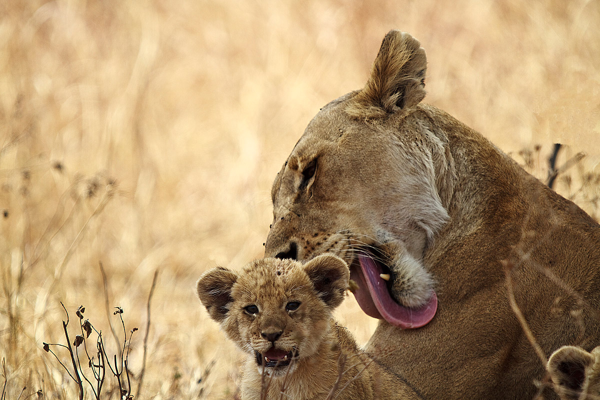 Cucciolo con mamma Leonessa
