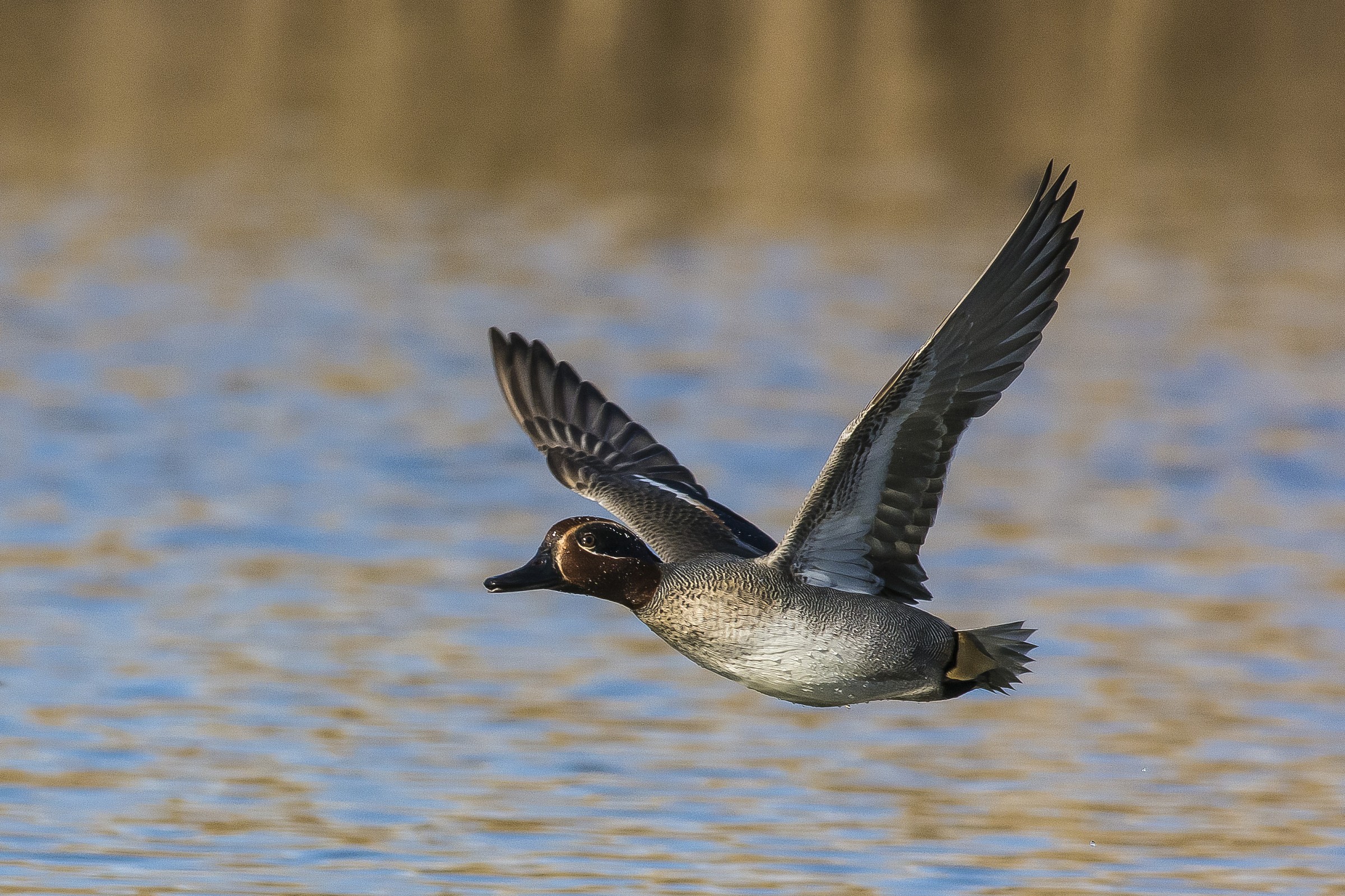Teal 1 male