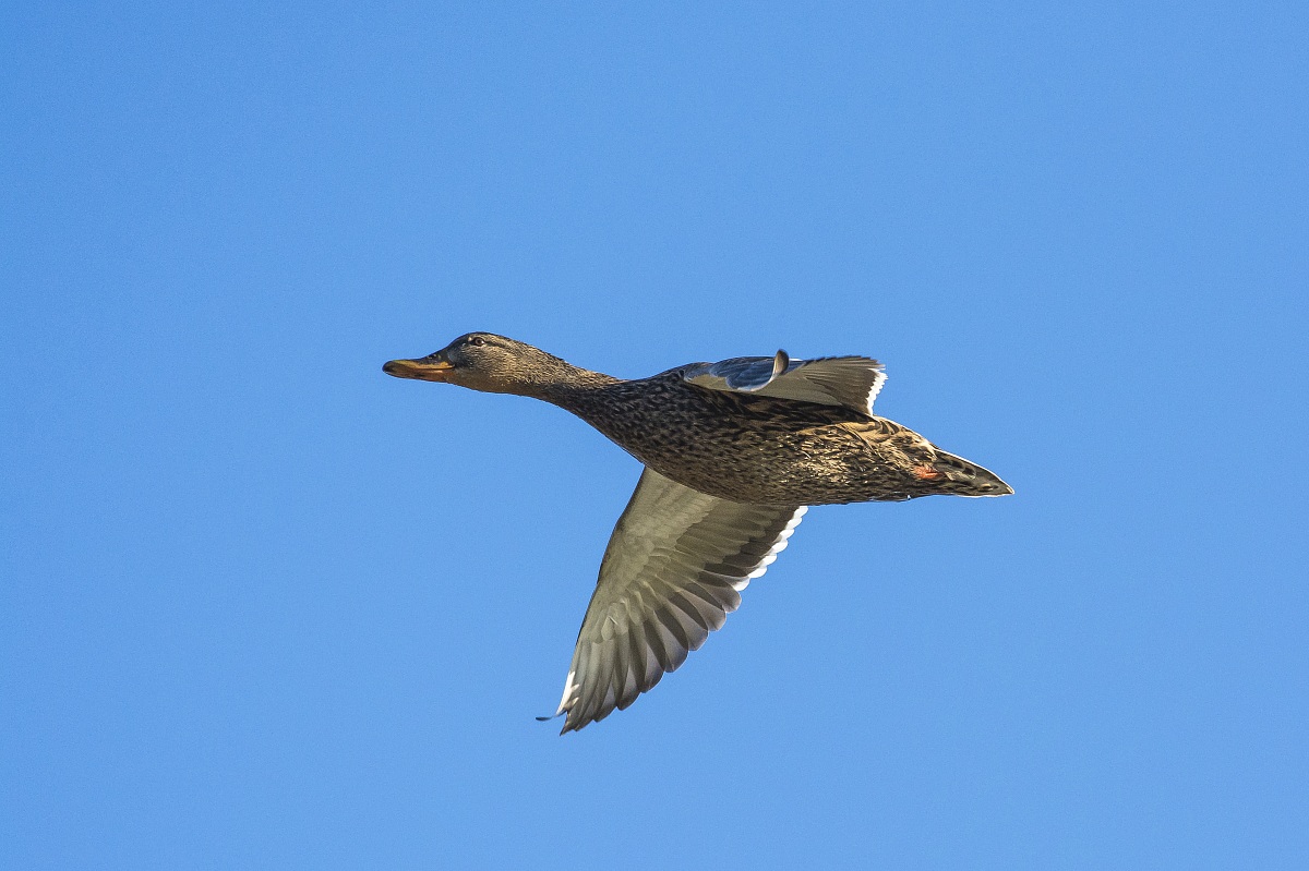 Germano reale femmina