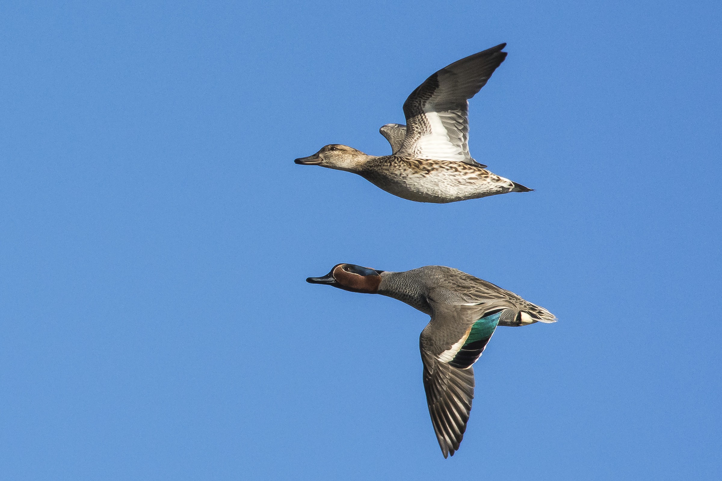 Pair of teals
