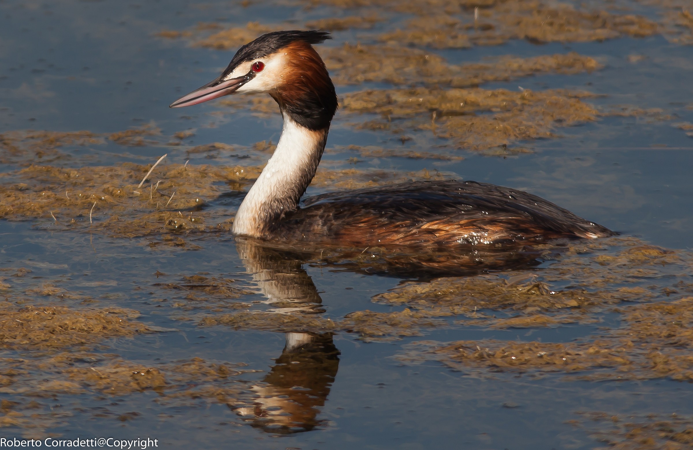 grebe