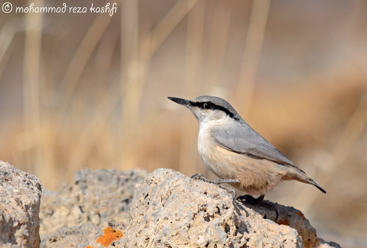 rock nuthatch