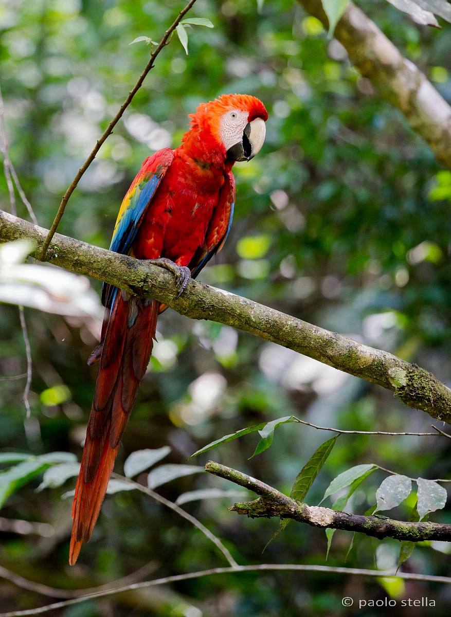Scarlet Macaw (Ara macao)