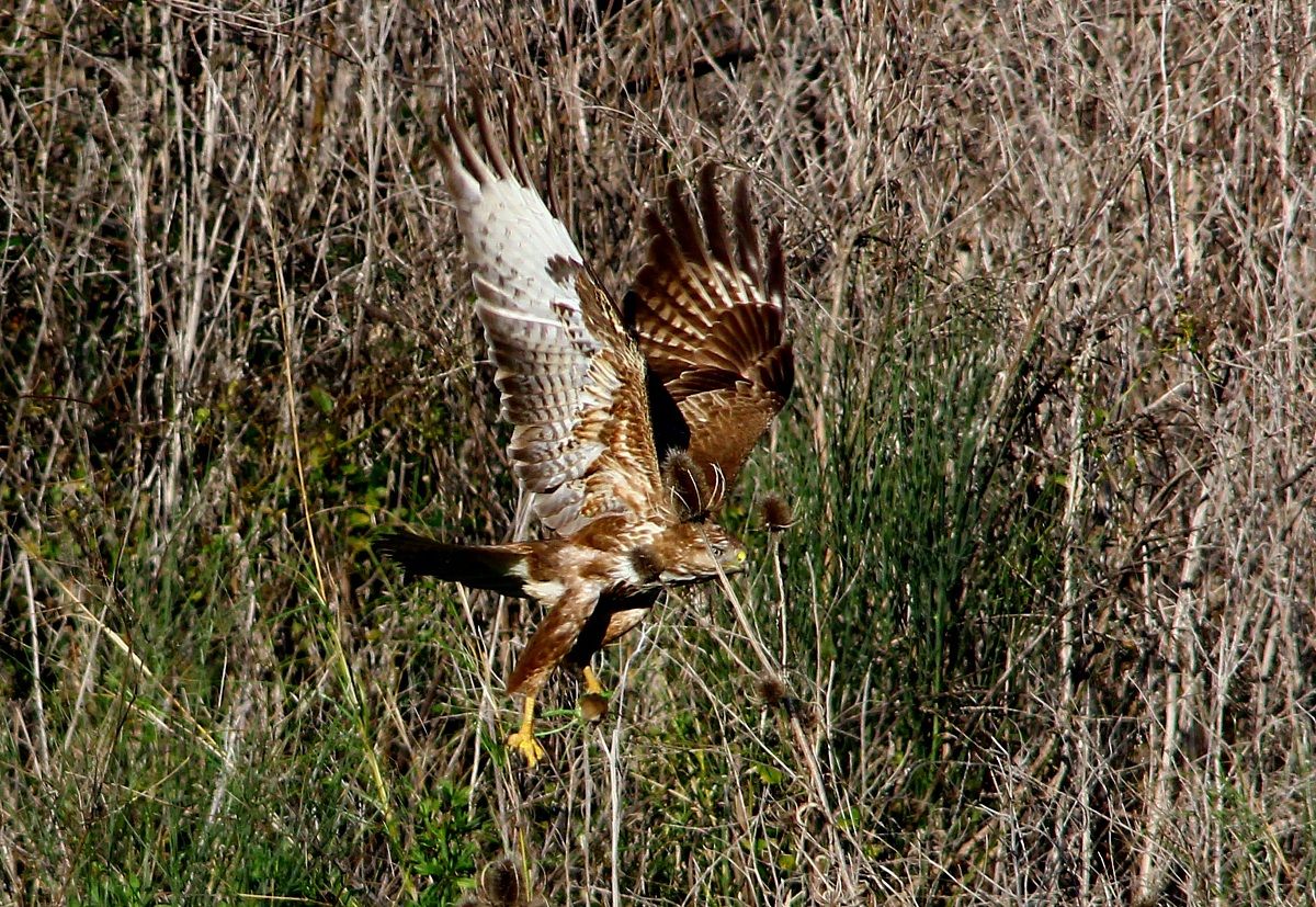 The buzzard has just caught his prey