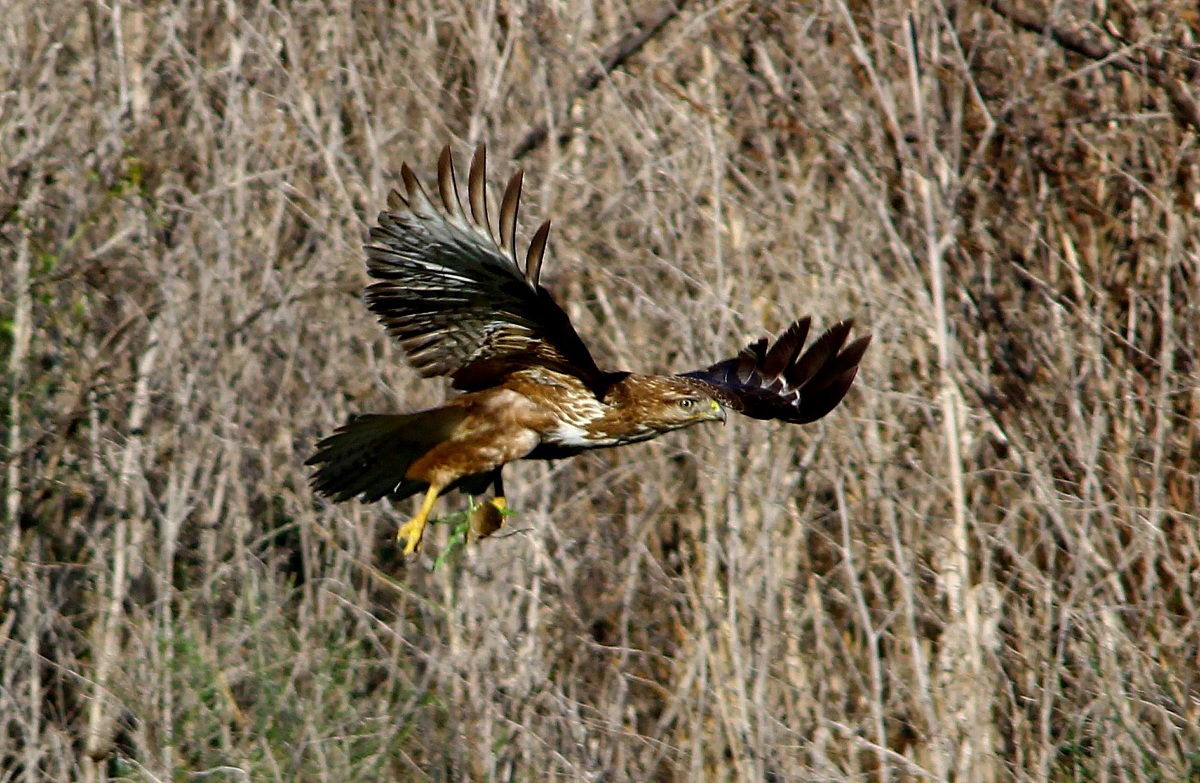 La poiana se ne va con la preda