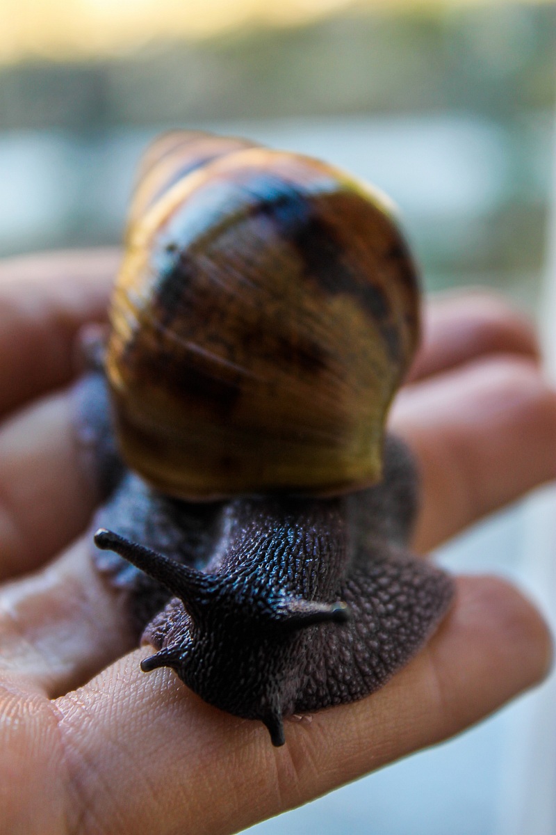Achatina achatina