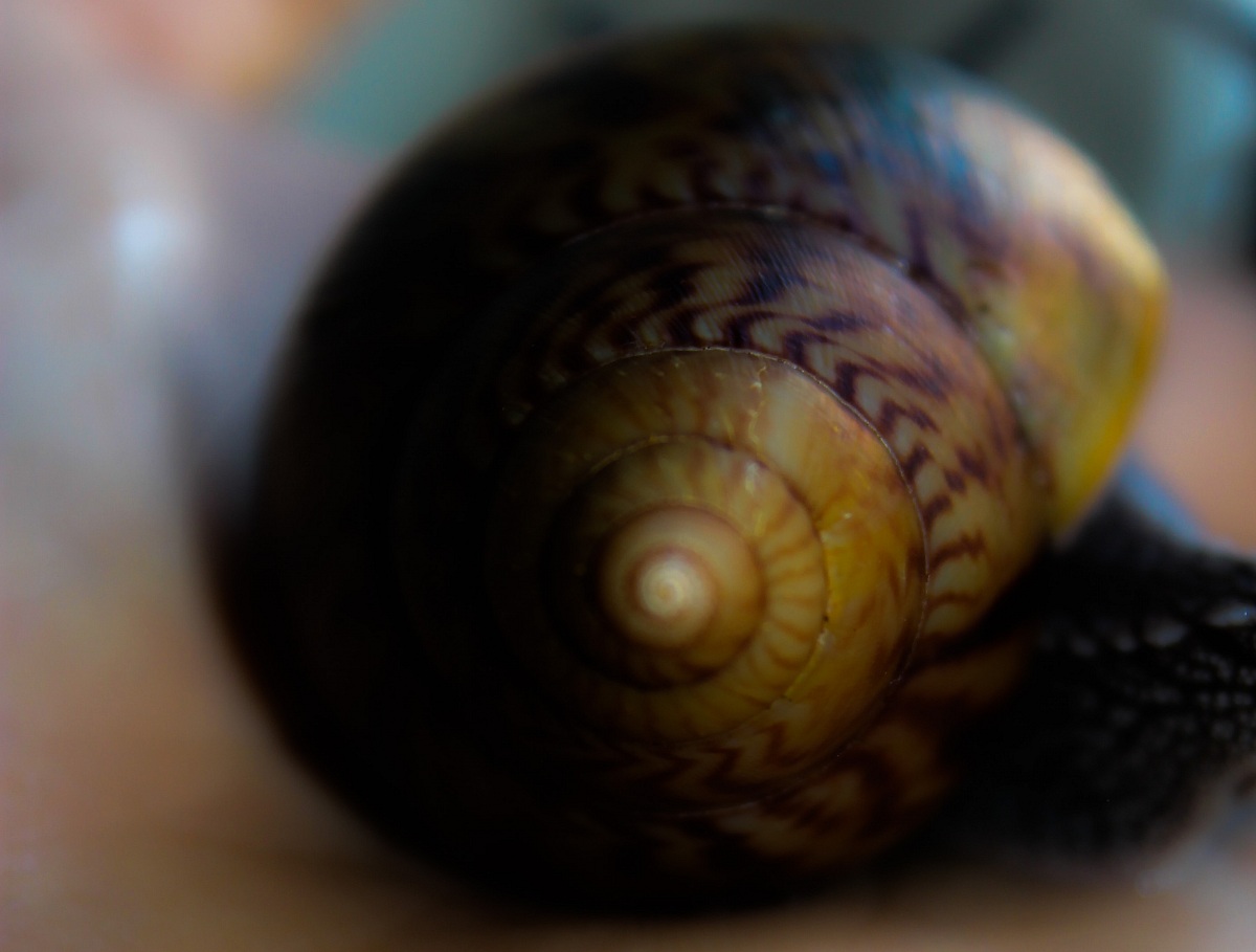 Achatina achatina
