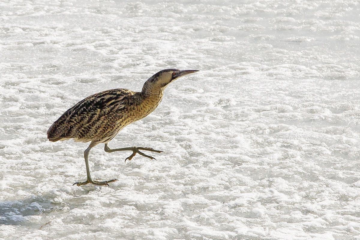 Tarabuso sul ghiaccio