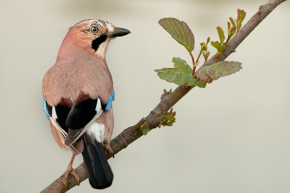 incontro con la ghiandaia