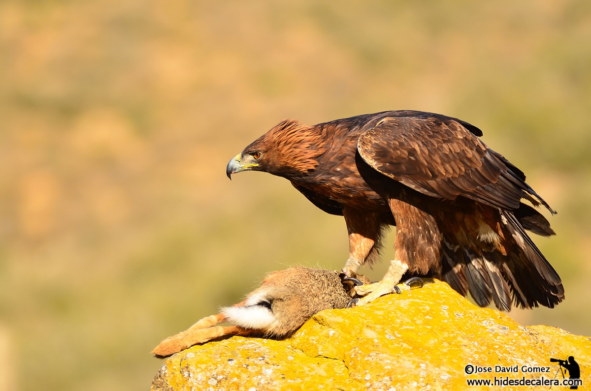 Golden Eagle and Hare
