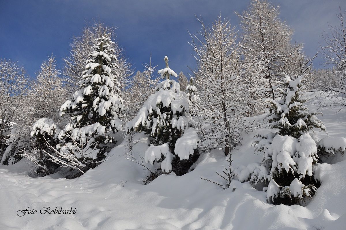 Enchanted landscape .....