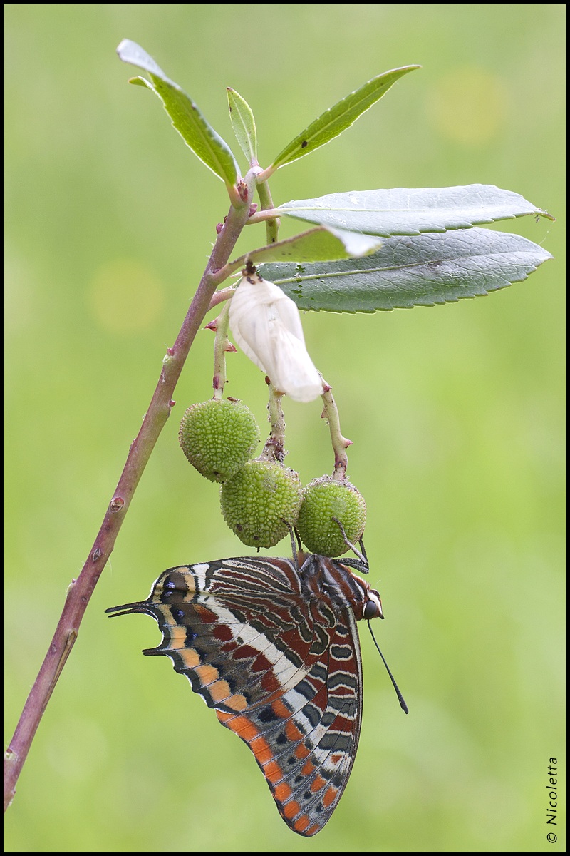 Charaxes jasius out of the cocoon