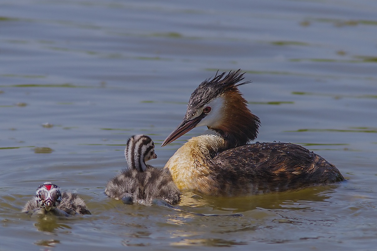 grebe with small