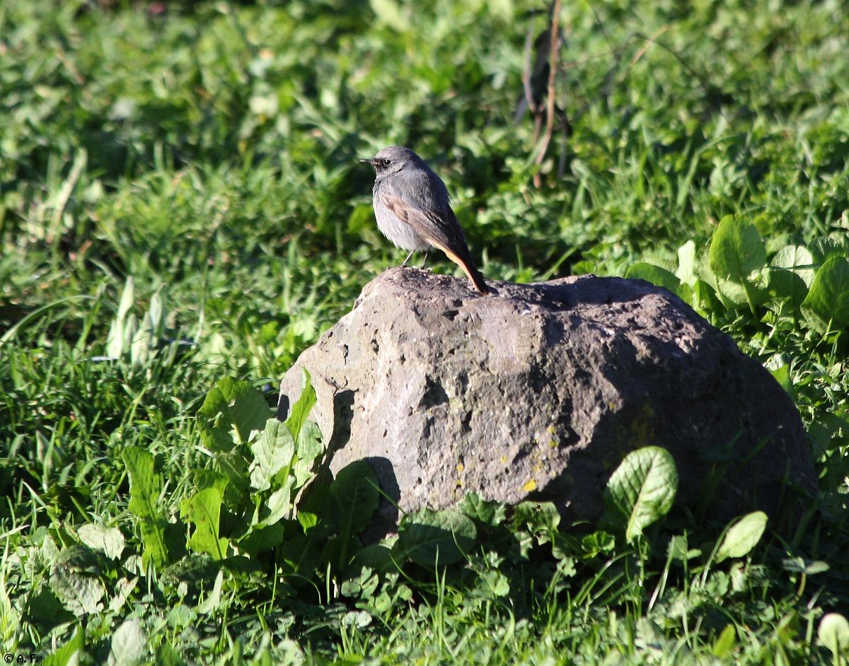 Black Redstart