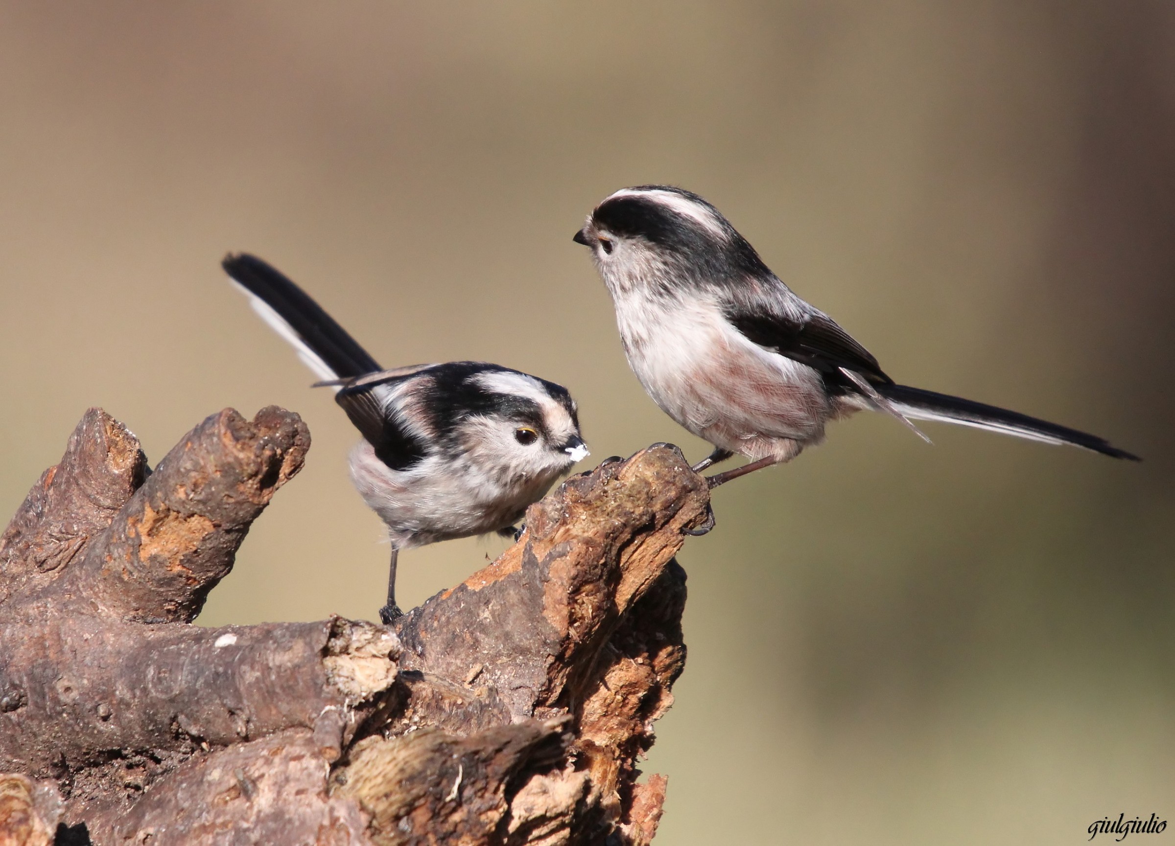 long-tailed tits