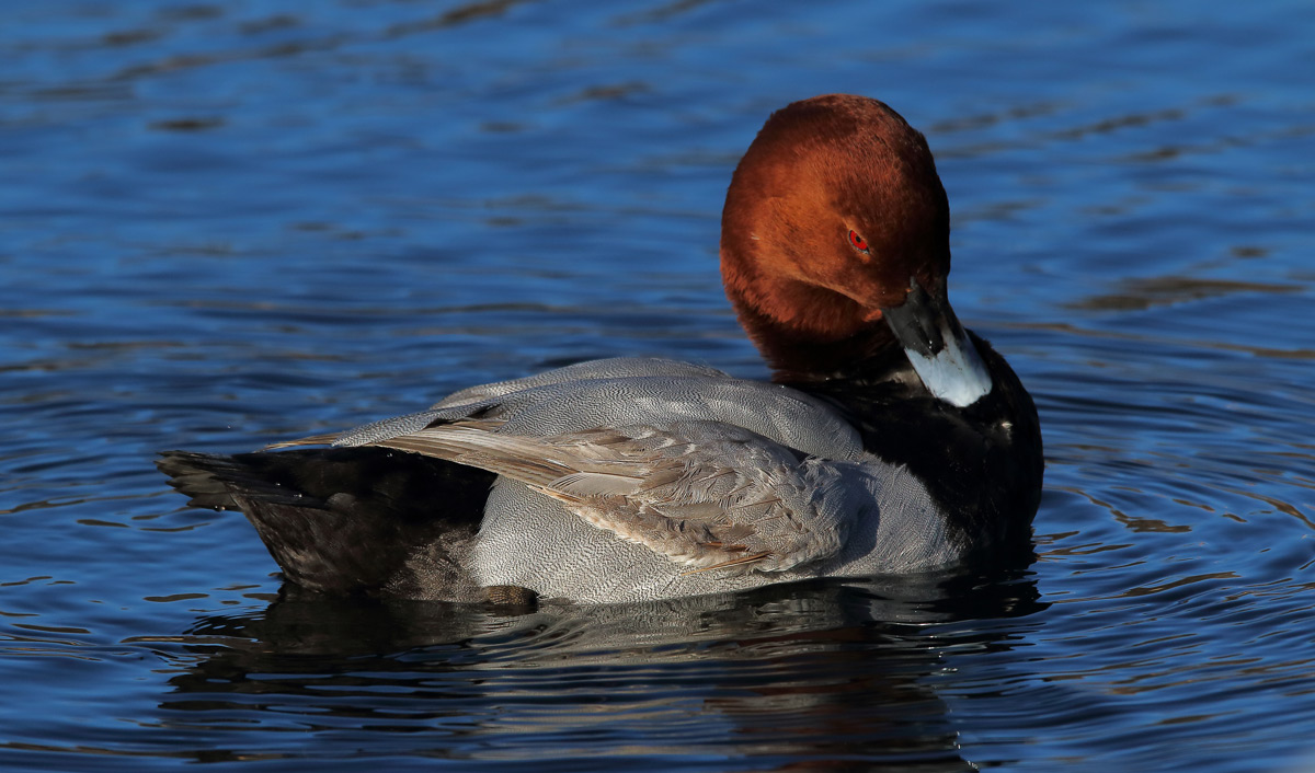 Pochard