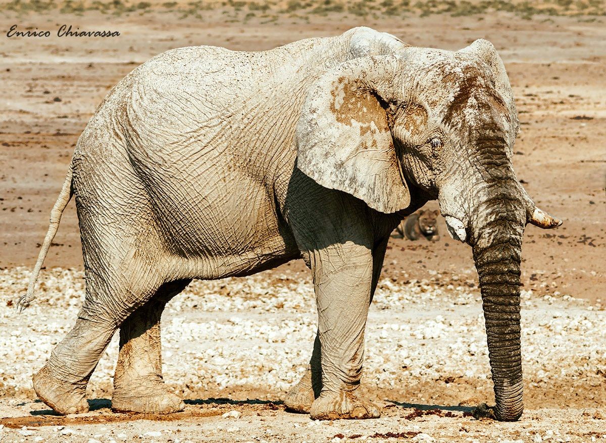 L'elefante e la leonessa