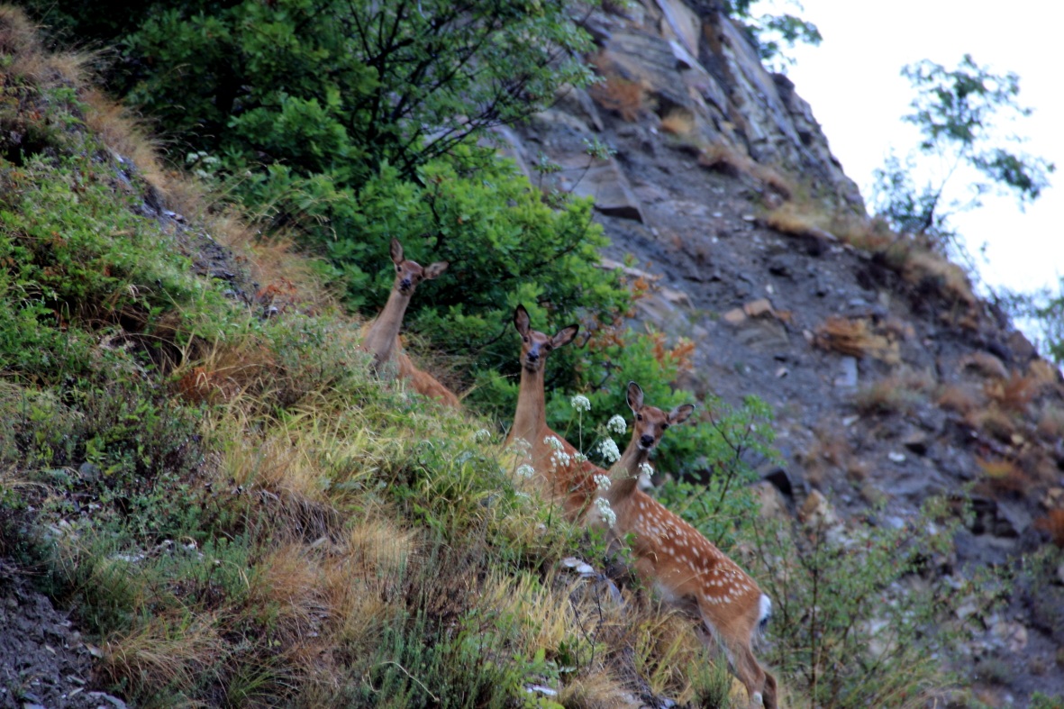 Roe deer along the highway