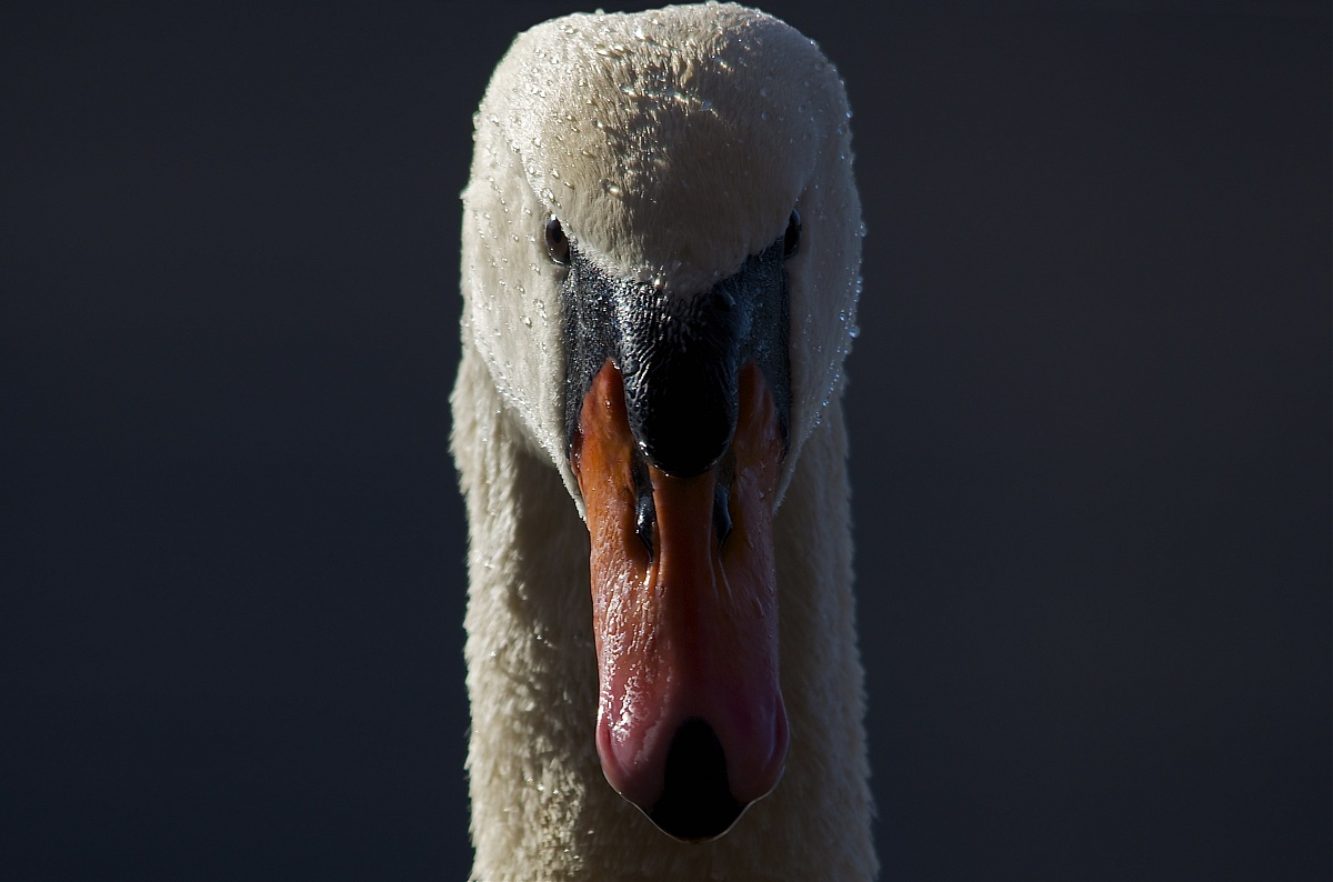 L'altro volto della luce - prove di chiaroscuro