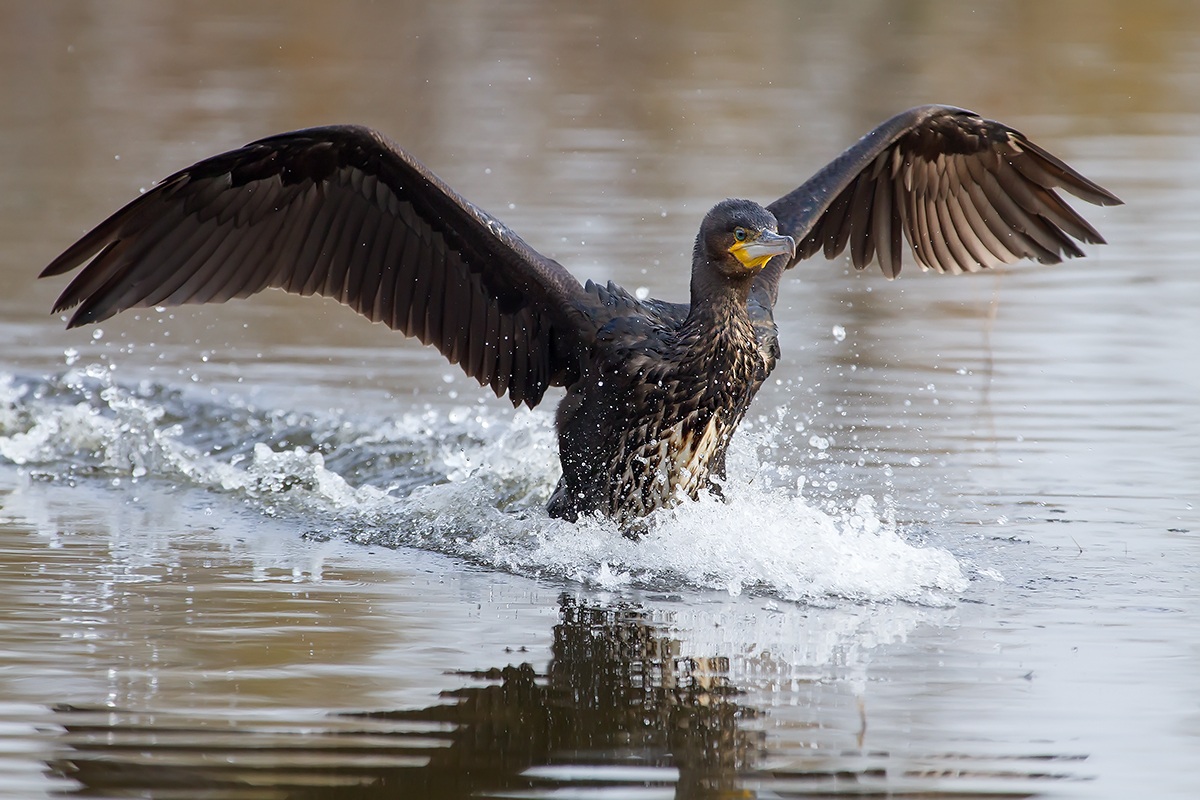 L'arrivo del cormorano