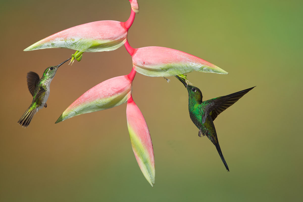 Hummingbird