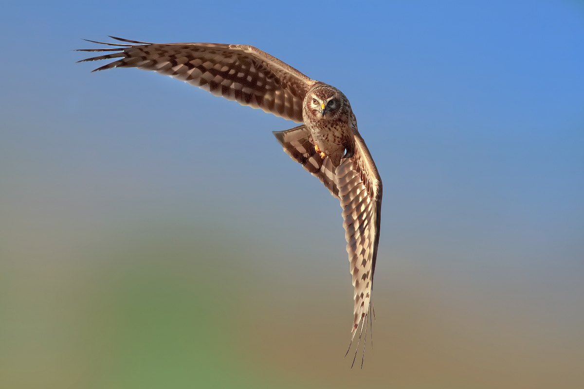 Montagu in 325.8735673928 mt ....!!