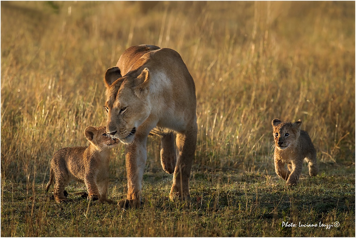 but there always follows?