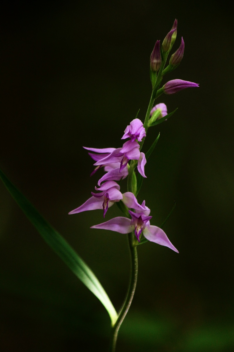 Cephalanthera Rubra 1