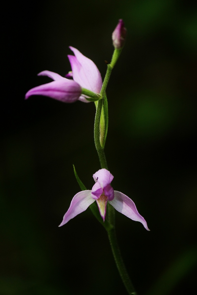 Cephalanthera Rubra 2