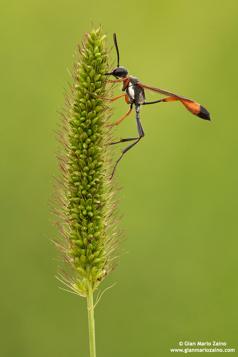 Ammophila procera