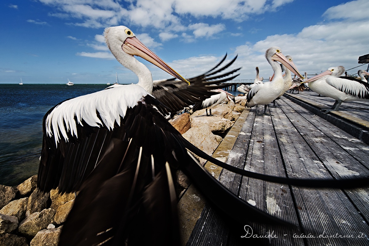Pelican at 12mm