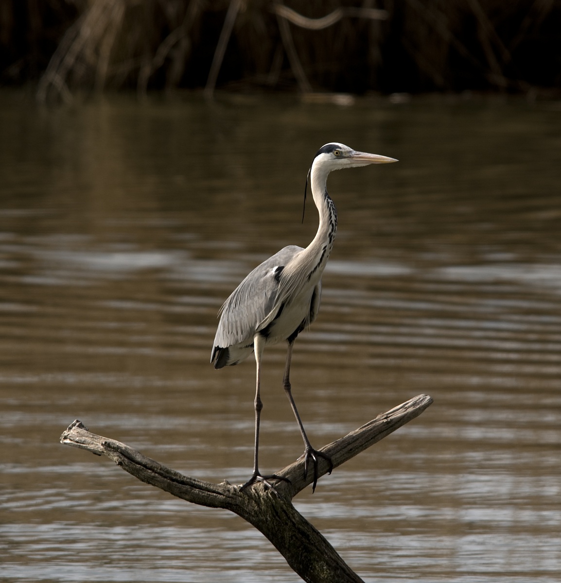 Grey Heron