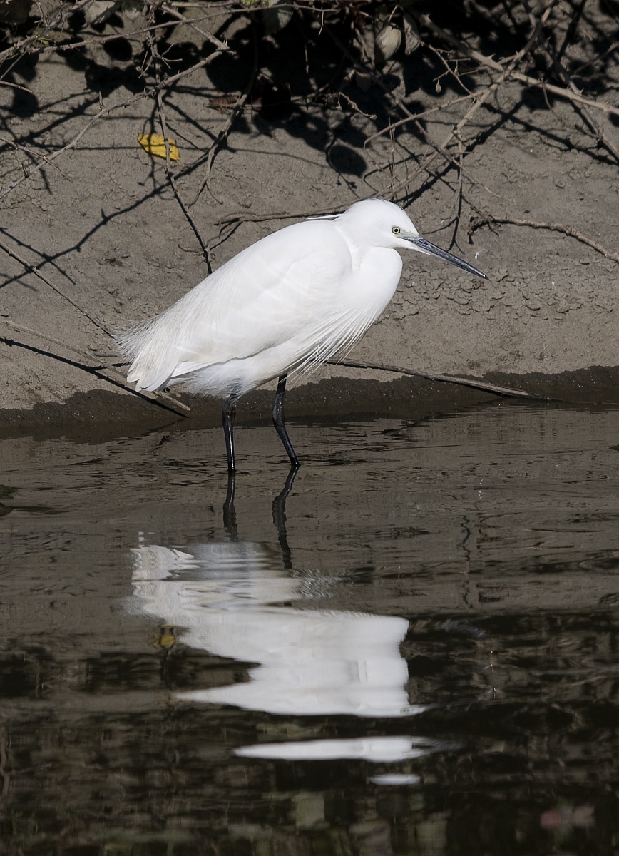 Egret