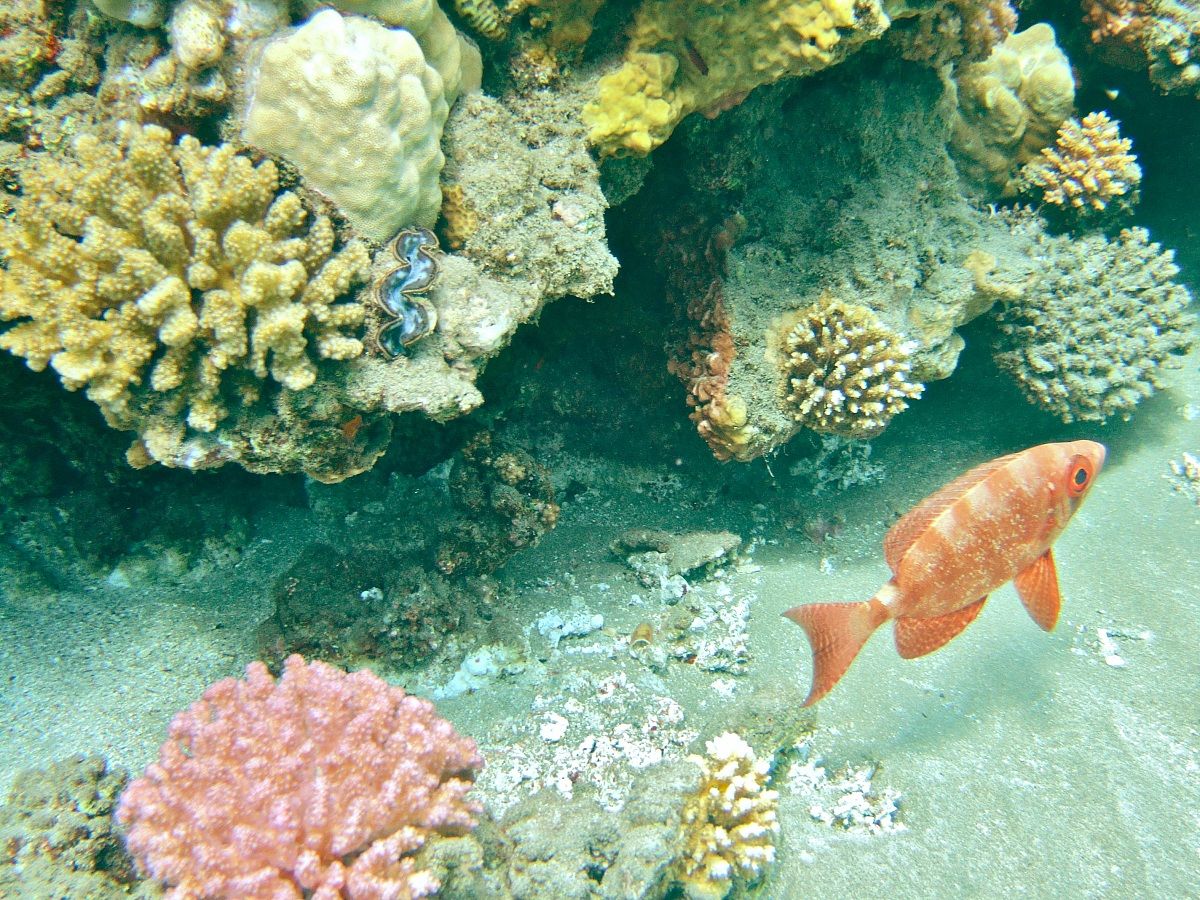 Tridacna and big eye