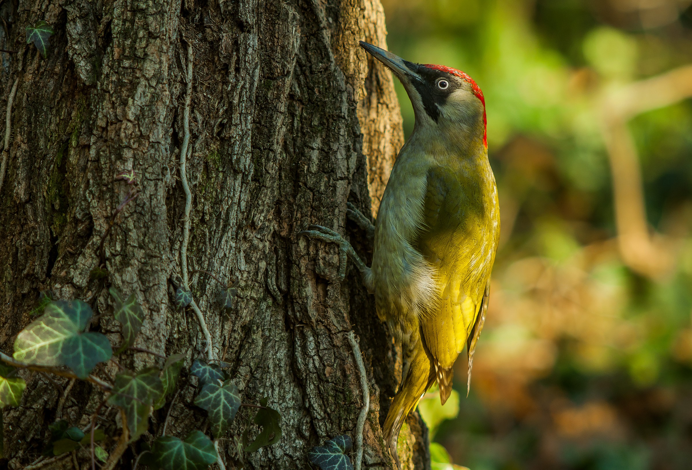 green woodpecker